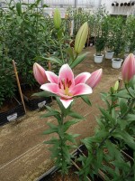 [4616 VZ W08 3110-02 No01.JPG]